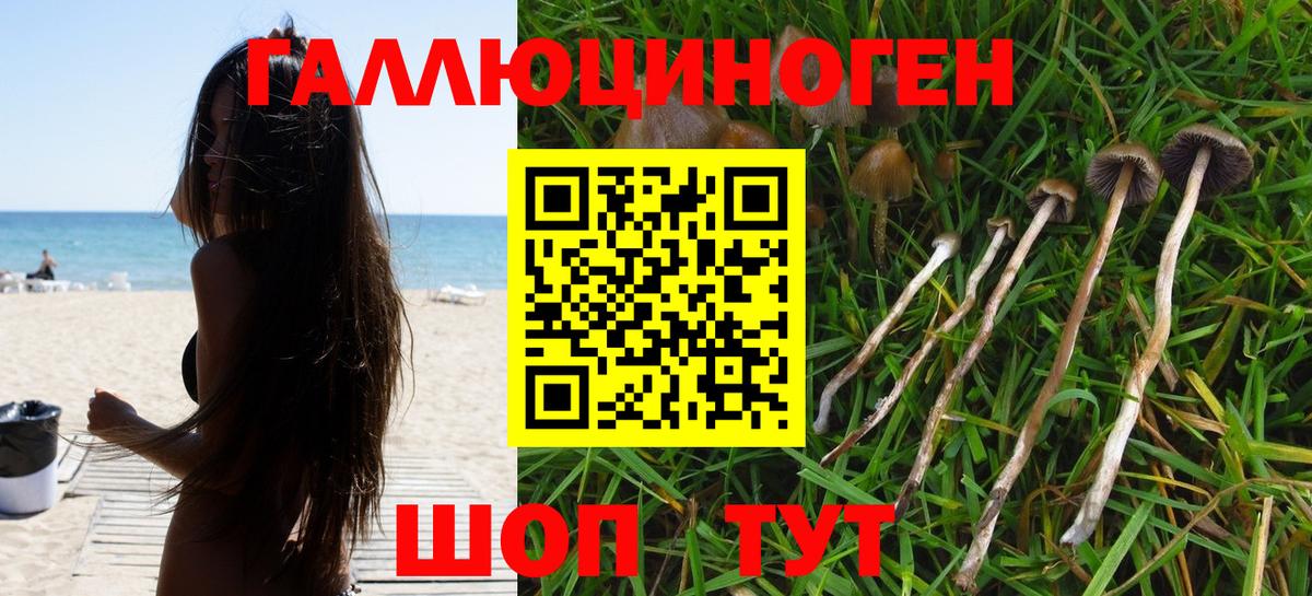 Галлюциногенные грибы Psilocybe Ессентуки