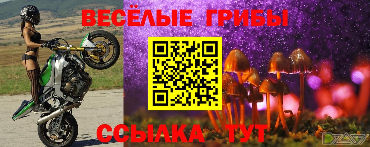 Псилоцибиновые грибы Psilocybe Ессентуки